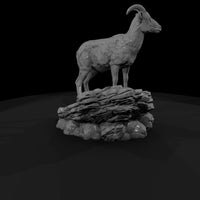ant-056-bighorn-sheep-female — thumbnail 3