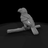 ant-288-toco-toucan-adolescent — thumbnail 3