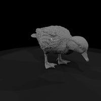 ant-095-mandarin-duck-female — thumbnail 3