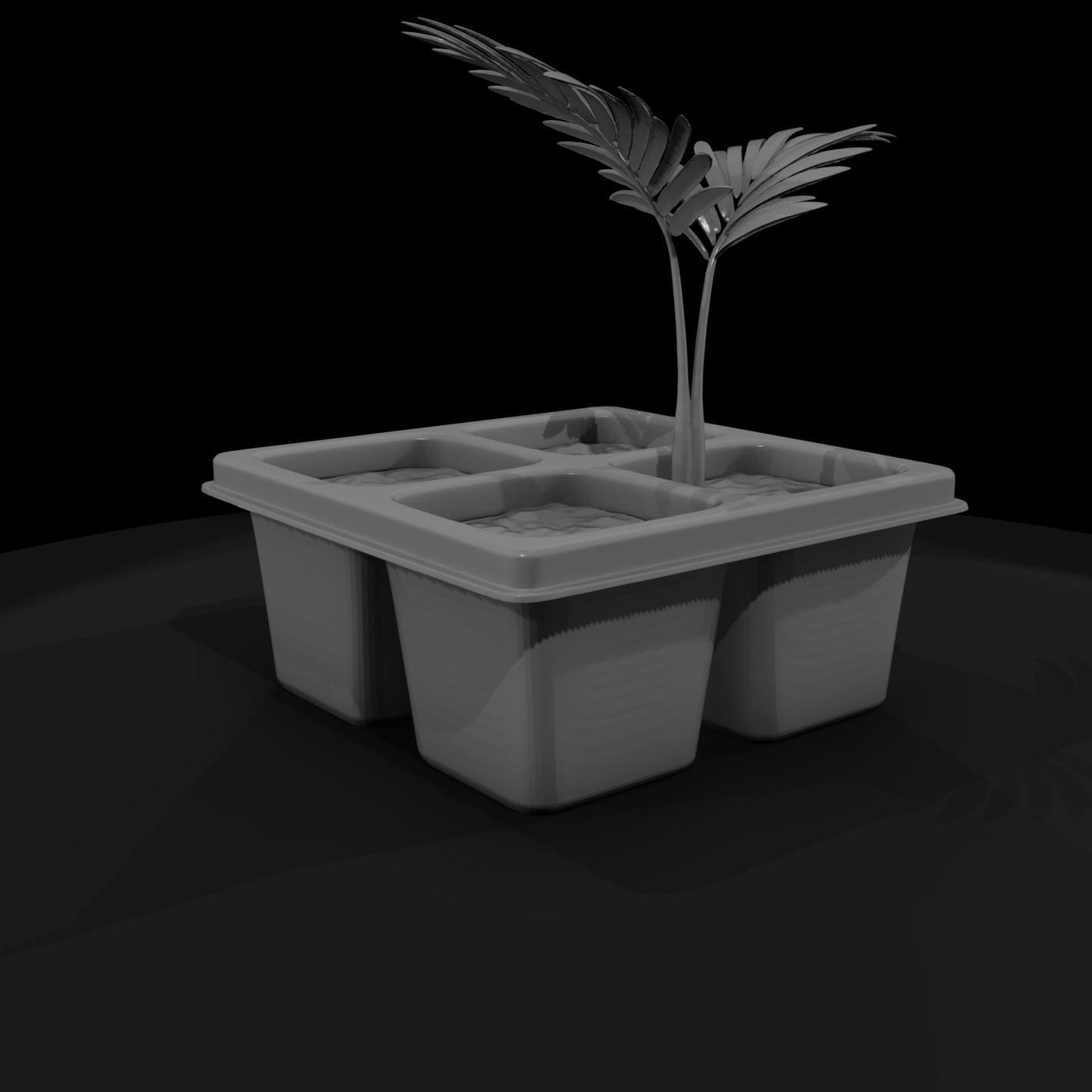 minimalist-seedling-tray-with-palm-saplings-329217