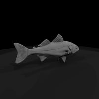 spotted-saltwater-fish-ho-scale-diorama-model-038228 — thumbnail 4