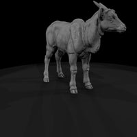ant-243-eland-adolescent — thumbnail 3