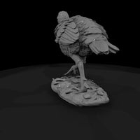 ant-102-wild-turkey-adolescent — thumbnail 3