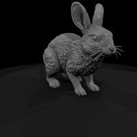 ww-0323-animal-desert-cottontail — thumbnail 3