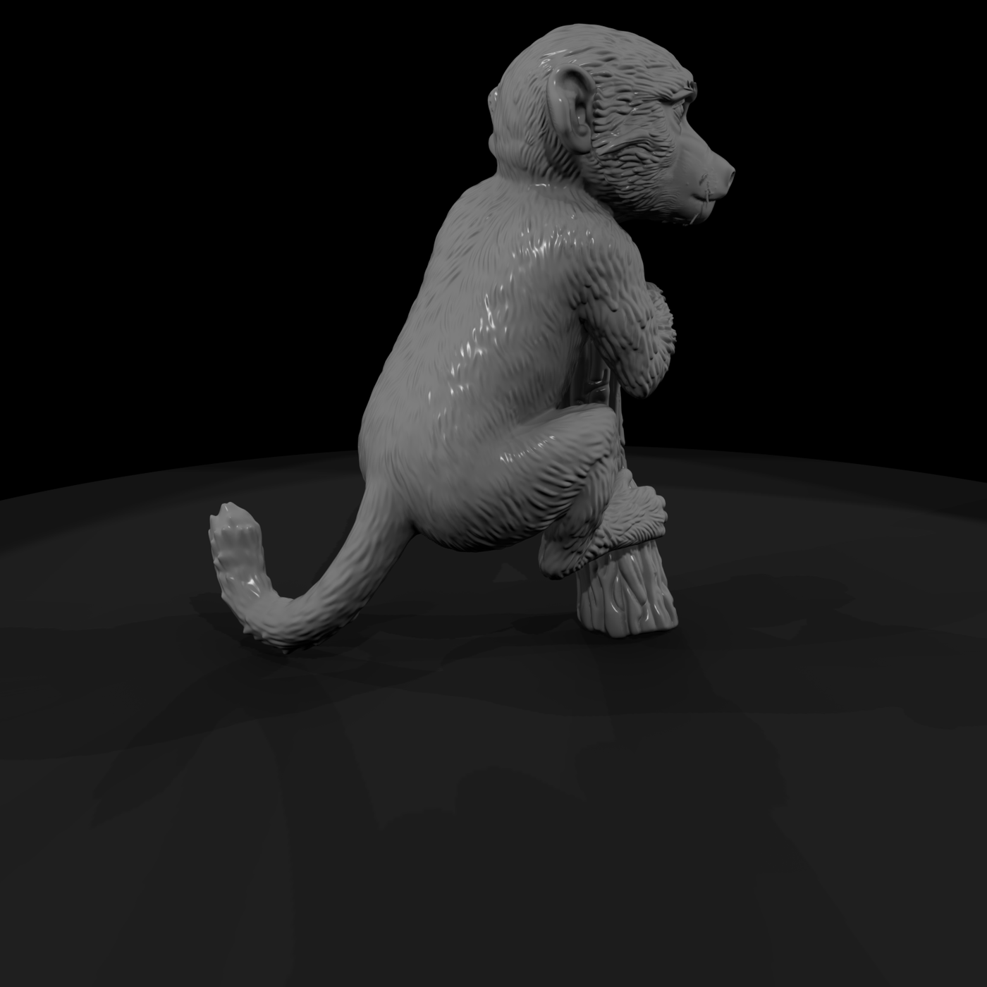 Olive Baboon Adolescent