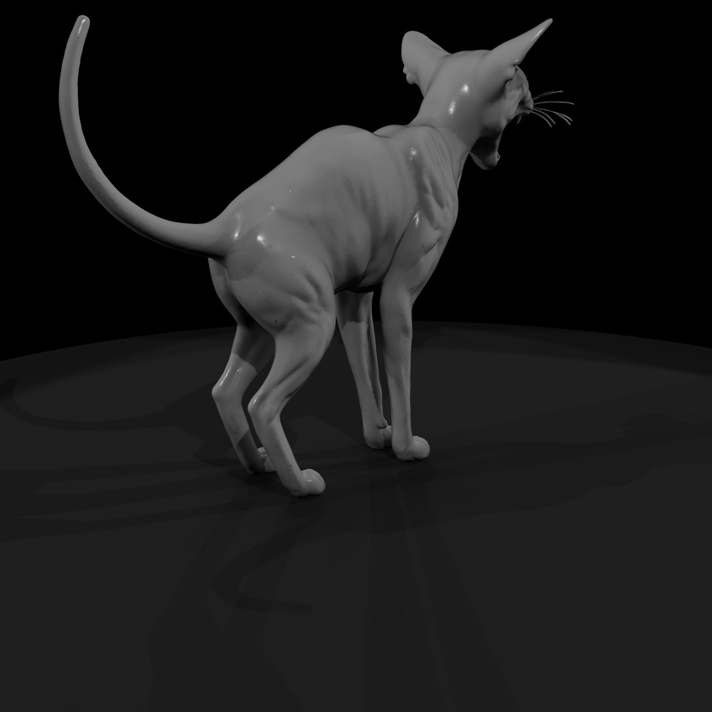 a-collection-of-housecats-oriental-5d71ca8c-meshre