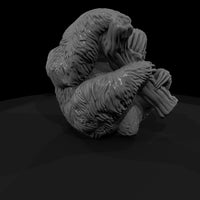 ant-203-three-toed-sloth-female — thumbnail 3