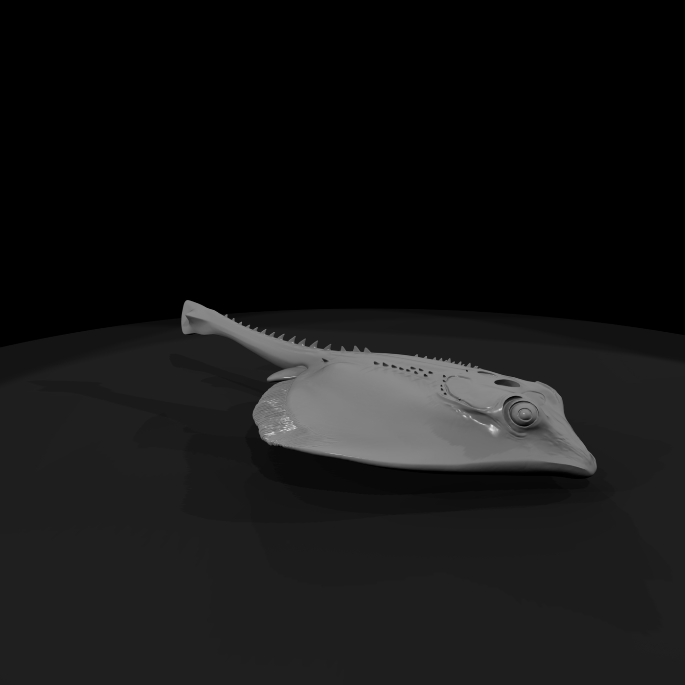 Detailed Stingray & Display