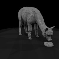 ant-221-alpaca-female — thumbnail 3