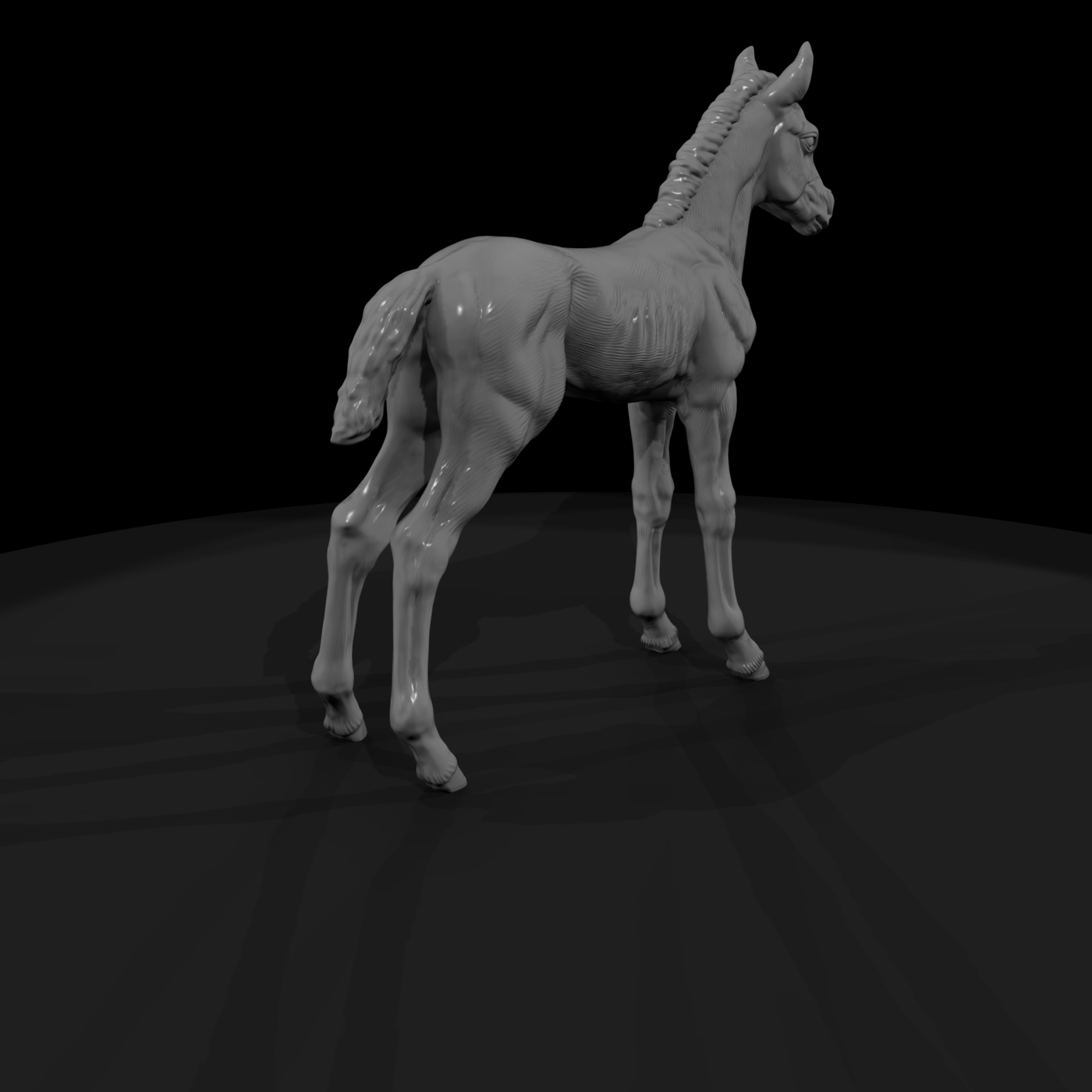 Ww 0289 Animal Foal