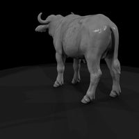 ant-225-cape-buffalo-adolescent — thumbnail 3