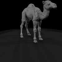 ant-216-dromedary-camel-adolescent-57b1e3 — thumbnail 3