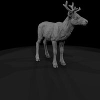 ant-063-caribou-adolescent — thumbnail 3