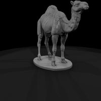 ant-214-dromedary-camel-male — thumbnail 3