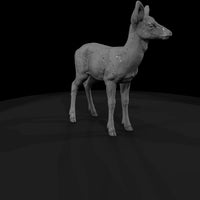 ant-042-red-deer-adolescent — thumbnail 3