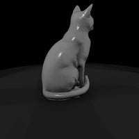 a-collection-of-housecats-snowshoe-bc6d2bb2-meshre — thumbnail 3