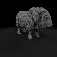 ant-272-musk-ox-female — thumbnail 3