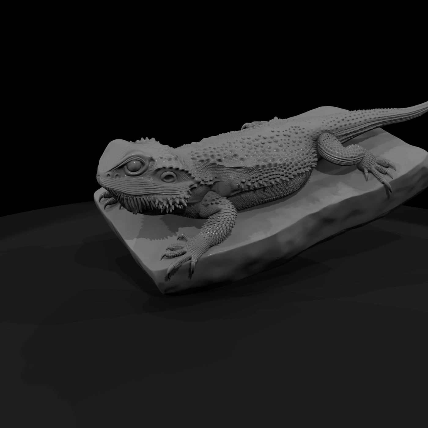 Bearded Dragon on Rock — Reptile