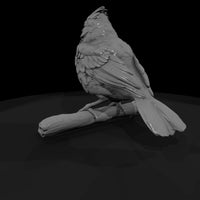 ant-105-northern-cardinal-adolescent — thumbnail 3