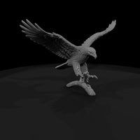 ant-113-bald-eagle-female — thumbnail 3