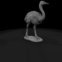 ant-083-ostrich-female — thumbnail 3