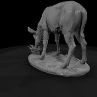 ant-248-waterbuck-female — thumbnail 3
