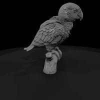 ant-135-eclectus-parrot-adolescent — thumbnail 3