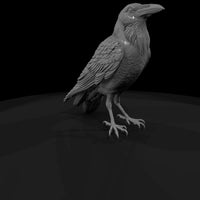 20260612-black-crow-bird-9e24e12319 — thumbnail 3