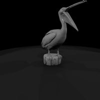 20260612-white-pelican-open-beak-6d77ccd036 — thumbnail 3