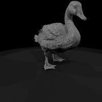 ant-123-mute-swan-adolescent — thumbnail 3