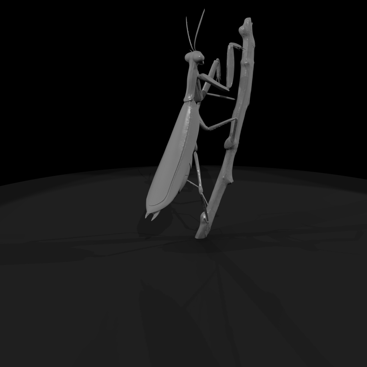 Praying Mantis — Accent