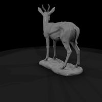 ant-239-springbok-female — thumbnail 3