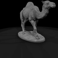 ant-215-dromedary-camel-female — thumbnail 3
