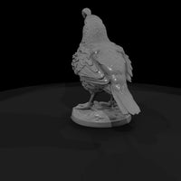 ww-0349-animal-gambel-s-quail — thumbnail 3