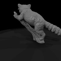 ant-148-red-panda-male — thumbnail 3