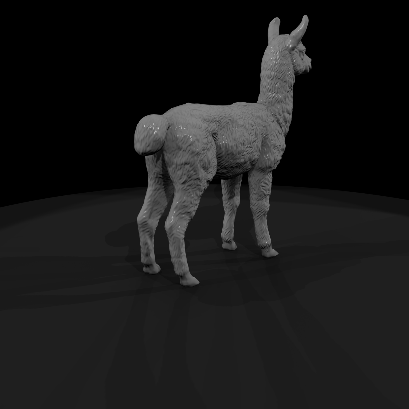 Young Llama