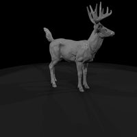 ant-070-white-tailed-deer-male — thumbnail 3