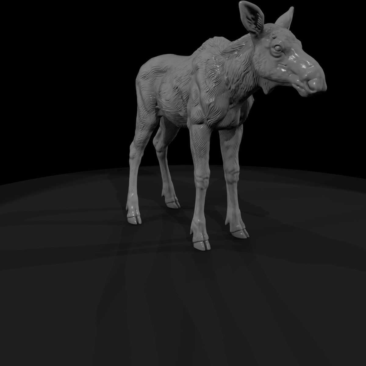 ant-048-moose-adolescent