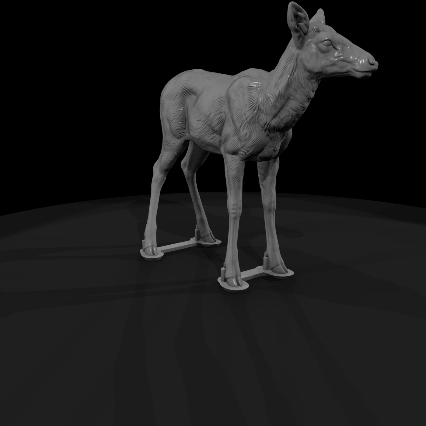 Young Elk Calf Standing