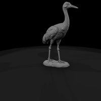 ant-131-sandhill-crane-female — thumbnail 3