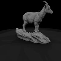 ant-278-alpine-ibex-female — thumbnail 3