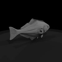 halibut-fish-model-for-dioramas-458759 — thumbnail 4