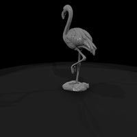 ant-127-greater-flamingo-male — thumbnail 3