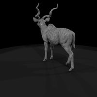ant-067-greater-kudu-male — thumbnail 3