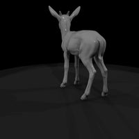 ant-240-springbok-adolescent — thumbnail 3