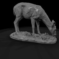 ant-071-white-tailed-deer-female — thumbnail 3