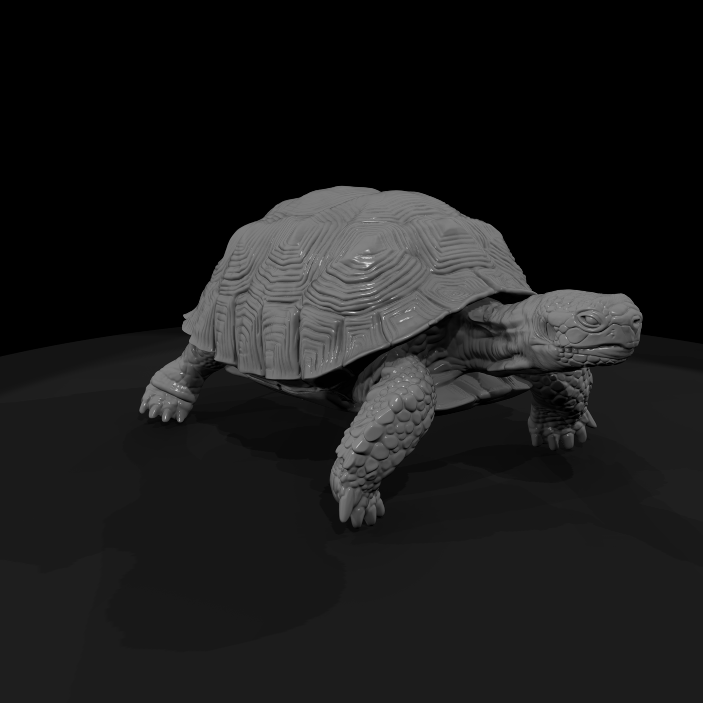 Ww 0335 Animal Desert Tortoise