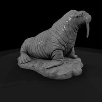 ant-142-walrus-male — thumbnail 3