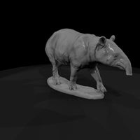 ant-254-malayan-tapir-female — thumbnail 3