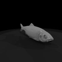 realistic-herring-fish-miniature-for-dioramas-displays-706325 — thumbnail 4
